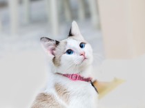 Hukum Jual Beli Kucing dalam Islam, Boleh dengan Alasan Berikut