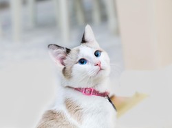 Mau Pakai Jasa Cat Sitter, Berapa Tarifnya?