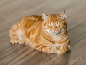 Mengapa Kucing Mendengkur? Ini Penjelasan Ilmiahnya