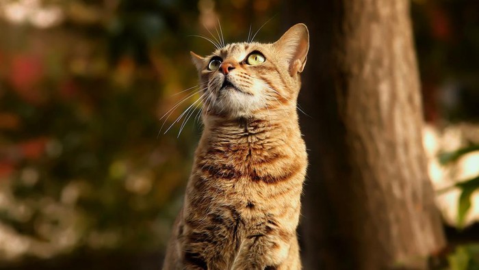 ilustrasi kucing