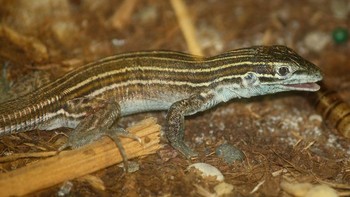 Fakta menarik, kadal whiptail tidak bereproduksi dari peleburan sel telur dan sperma. Kadal ini semuanya juga betina. Foto: Wikimedia Commons