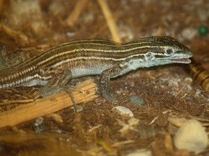 Ragam Cara Kadal Berkembang Biak, Sudah Tahu?