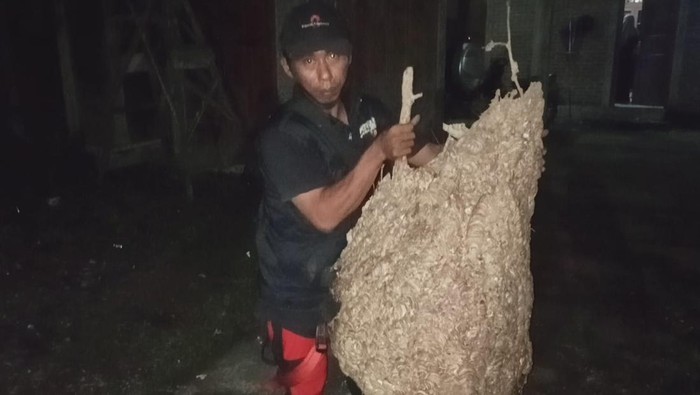 Kus Setiawan mengamankan sarang tawon Vespa Affinis raksasa di Delanggu, Klaten. Foto diunggah pada Rabu (10/5/2023).