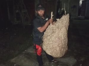 Derita 100 Sengatan Tawon Vespa Affinis, Pria di Klaten Dilarikan ke RS