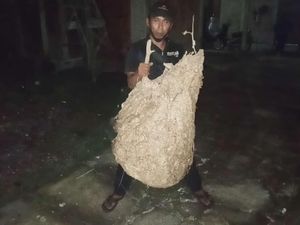 Raksasa! Sarang Tawon Vespa di Ponpes Delanggu Klaten Bikin Ngeri