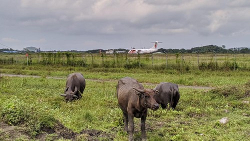 Ratusan kerbau masuk area Bandara Internasional Lombok ditertibkan. Bahkan, kandang yang dibangun para peternak pun dibongkar.