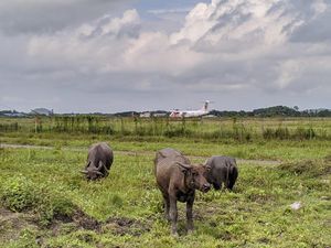 Resahnya Pengelola Bandara Lombok dengan Ratusan Kerbau Warga 3 Desa