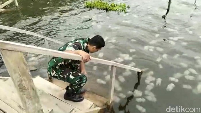 Ribuan ubur-ubur menyerbu kawasan wisata mangrove di Pasuruan
