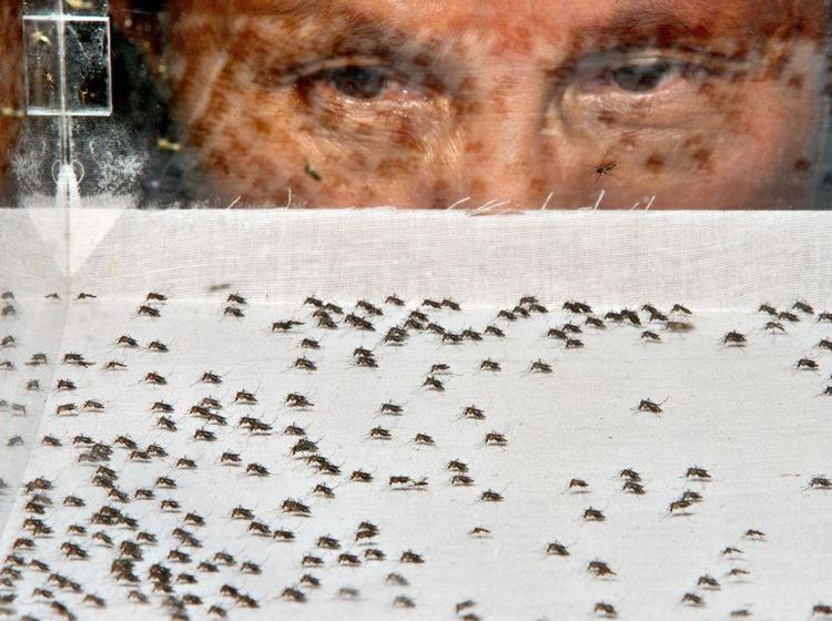 Serangga Kecil Ini Jadi Hewan Paling Mematikan di Dunia