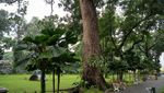 Main ke Taman Suropati, Bisa Ngapain aja?