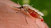 Selain malaria, nyamuk juga bisa menyebarkan penyakit lain seperti demam berdarah, virus Zika, chikungunya, virus West Nile, dan filariasis limfatik infeksi parasit. Getty Images/Smith Collection/Gado