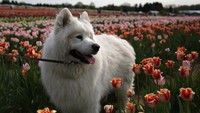 Bunga tulip yang berwarna-warni sungguh memanjakan mata.  