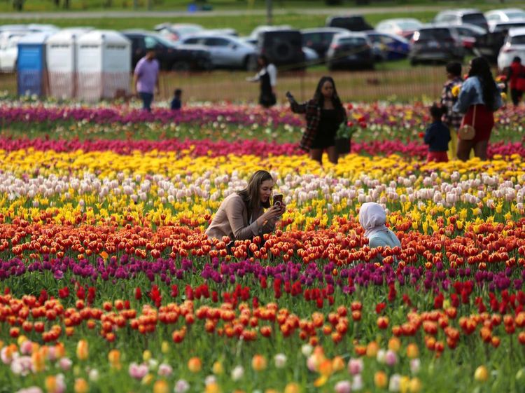 Cantiknya Warna-warni Bunga Tulip Bermekaran di Kanada