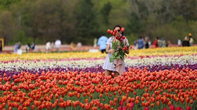 Cantiknya Taman Bunga Tulip di Kanada, Bisa Petik Sendiri Lho