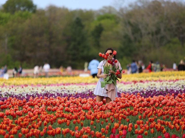 Cantiknya Taman Bunga Tulip di Kanada, Bisa Petik Sendiri Lho