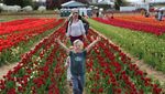Cantiknya Warna-warni Bunga Tulip Bermekaran di Kanada