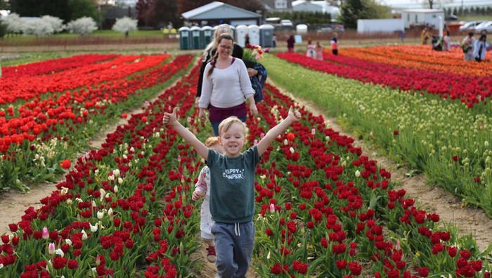 ONTARIO, CANADA - MAY 9 : A woman holds tulips at Fenwick Tulip Pick Farm ahead of Mother's Day in Pelham village of Ontario, Canada on May 9, 2023. (Photo by Mert Alper Dervis/Anadolu Agency via Getty Images)