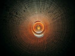 Foto Bagian Dalam Alat Musik Bikin Tercengang, Bak Bangunan Megah