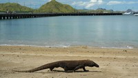 Labuan Bajo dan Taman Nasional Komodo merupakan destinasi yang tidak dapat terpisahkan. Keduanya saling terhubung, sehingga ketika berada di Labuan Bajo, rasanya sayang jika tidak mengunjungi Taman Nasional Komodo. Taman Nasional Komodo yang terdaftar sebagai Situs Warisan Dunia UNESCO pada tahun 1991 ini terdiri dari Pulau Komodo, Pulau Rinca, Pulau Padar, dan beberapa pulau lain di sekitarnya.