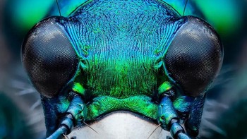 Karya Benjamin Salb. Kumbang hijau metalik ini berasal dari Amerika Utara dan kmenjadi predator berkat rahang bawah yang besar.Foto: Royal Entomological Society