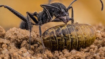 Karya Ángel Plata. Semut Aphaenogaster iberica memusnahkan pupa lalat buah di tanah kebun jeruk. Seperti namanya, semut ini berasal dari semenanjung Iberia tetapi juga Maroko. Foto: Royal Entomological Society