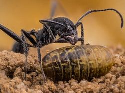 Karya Jawara Kontes Foto Serangga, Indah Tapi Menakutkan