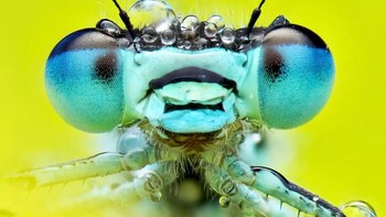 Karya Gustav Parenmark. Damselfly berekor biru (Ischnura elegans) hidup di air yang tenang atau bergerak lambat. Foto: Royal Entomological Society