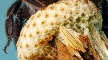 Karya Rory Lewis. Seekor lebah penambang abu (Andrena cineraria) di kepala dandelion tua. Lebah awal musim semi yang khas, betina menggali ke dalam tanah untuk membuat sarang, menciptakan tumpukan tanah di dekat pintu masuk. Meskipun mereka adalah lebah soliter, mungkin ada banyak sarang di area kecil. Foto: Royal Entomological Society
