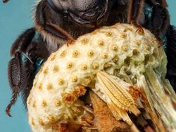Karya Jawara Kontes Foto Serangga, Indah Tapi Menakutkan