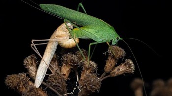 Karya Amith Kiran Menezes. Mengawinkan katydid. Meskipun berkerabat dekat dengan belalang, jangkrik semak atau katydid mudah dibedakan dari antenanya yang panjang. Foto: Royal Entomological Society.