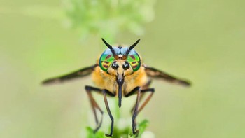 Foto Marc Brouwer. Deerfly bercuping ganda (Chrysops relictus). Seperti nyamuk, perkembangan telur pada betina dewasa membutuhkan makanan darah dari sapi, kuda atau rusa. Laki-laki sering terlihat di bunga sambil memakan nektar.Foto: Royal Entomological Society