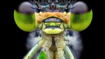 Karya Benjamin Salb. Damselfly kecil (Ischnura posita), yang berasal dari Amerika Utara. Foto: Royal Entomological Society