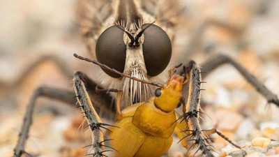 Karya Jawara Kontes Foto Serangga, Indah Tapi Menakutkan