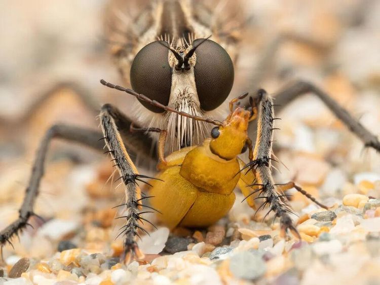 Karya Jawara Kontes Foto Serangga, Indah Tapi Menakutkan