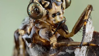 Karya Dennis Teichert. Antlion (Euroleon nostras) yang cantik ini ditemukan pada larut malam setelah hujan badai. Larva antlion menggali lubang berbentuk corong di tanah berpasir dan ringan dan mengubur diri di dasar. Mereka memakan arthropoda kecil yang jatuh ke dalam lubang. Foto: Royal Entomological Society