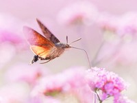 Jawara kontes foto serangga