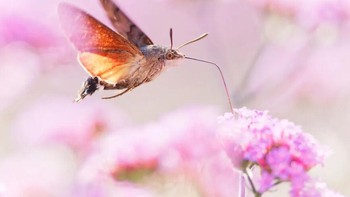 Karya Marc Brouwer. Seekor ngengat Macroglossum stellatarum yang memiliki frekuensi kepakan sayap sekitar 75 kali per detik, mirip dengan burung kolibri kecil. Foto: Royal Entomological Society .