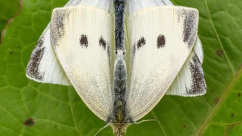 Karya Jamie Smart. Dua menjadi satu. Ngengat jantan dan betina kawin sekitar tiga kali selama rentang hidup 2-3 minggu mereka. Foto: Royal Entomological Society