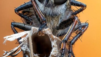 Karya Pete Burford. Juara 1 kompetisi fotografi Minggu Serangga: sepasang lalat kawin tabir emas (Eutolmus rufibarbis). Foto: Royal Entomological Society