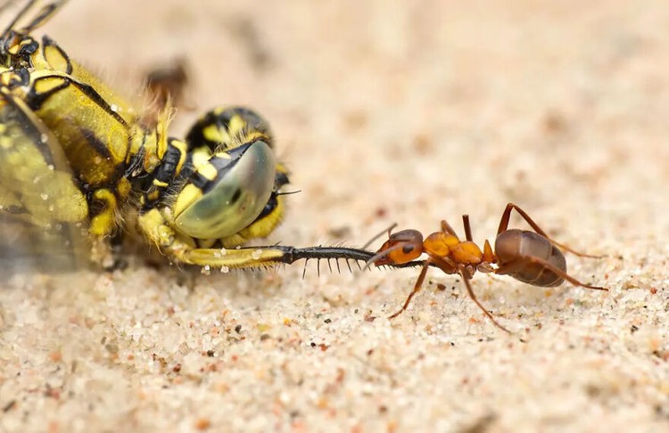 Jawara kontes foto serangga
