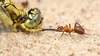 Karya Gustav Parenmark. Sementara semut kayu merah (Formica rufa) memakan embun madu kutu manis, mereka juga predator. Semut ini mungkin membutuhkan bantuan dengan mangsa sebesar itu. Foto: Royal Entomological Society