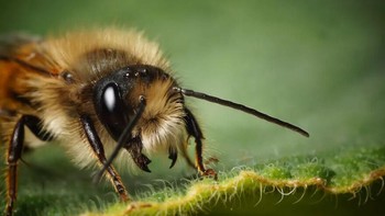 Karya Will Scarratt. Seekor lebah mason merah (Osmia bicornis). Betina menemukan rongga yang ada untuk membangun sel berlapis lumpur. Sel-sel diberi serbuk sari dan nektar sebelum telur diletakkan dan sel disegel. Foto: Royal Entomological Society