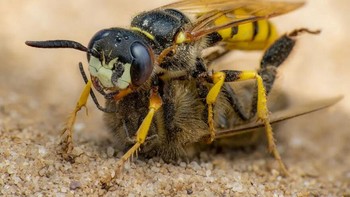 Karya Rory Lewis. Seekor tawon betina (Philanthus triangulum) bersarang di tanah berpasir dengan lebah madu yang ditangkap dan dilumpuhkan sebelum bertelur.Foto: Royal Entomological Society