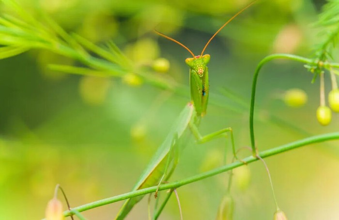 Jawara kontes foto serangga