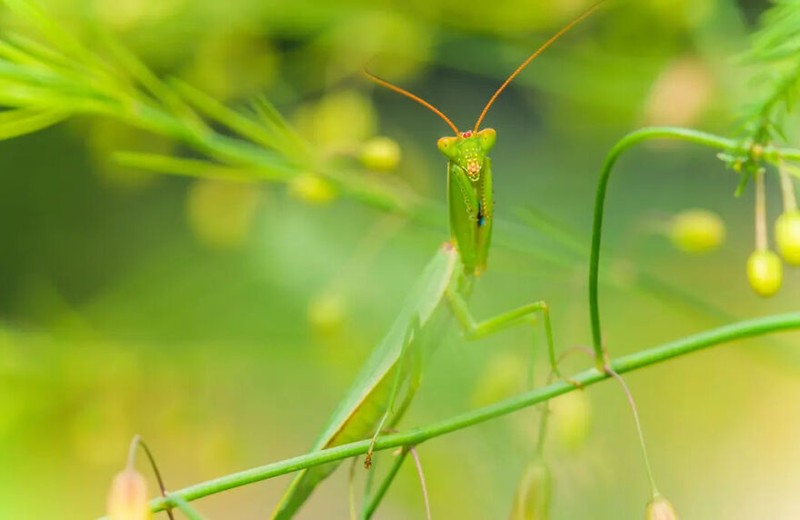 Jawara kontes foto serangga