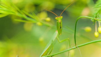 Karya Rosa Dunbar. Belalang sembah Selandia Baru adalah salah satu dari hanya dua mantid yang didirikan di Selandia Baru dan merupakan satu-satunya spesies asli.Foto: Royal Entomological Society