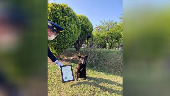 Koume, anjing pahlawan dari Jepang