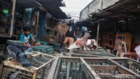 Dibutuhkan kesabaran dan ketelatenan merawat burung merpati balap. 