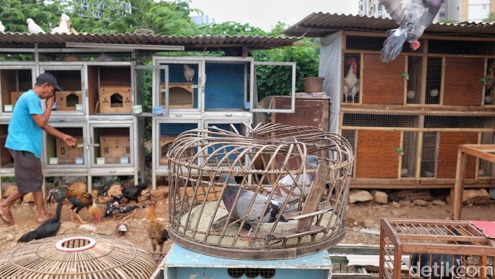 Memanfaatkan Lahan Kosong di Tengah Perkotaan Komunitas pecinta burung merpati memanfaatkan lahan menganggur di kawasan manggarai. Ini foto-fotonya.