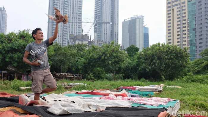 Memanfaatkan Lahan Kosong di Tengah Perkotaan Komunitas pecinta burung merpati memanfaatkan lahan menganggur di kawasan manggarai. Ini foto-fotonya.